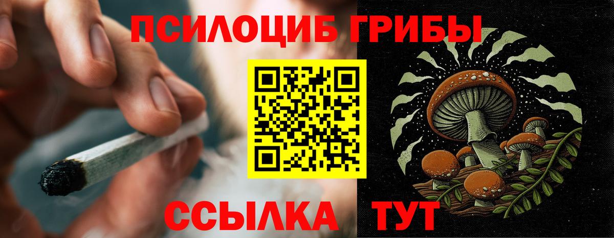 Галлюциногенные грибы Psilocybine cubensis Алейск